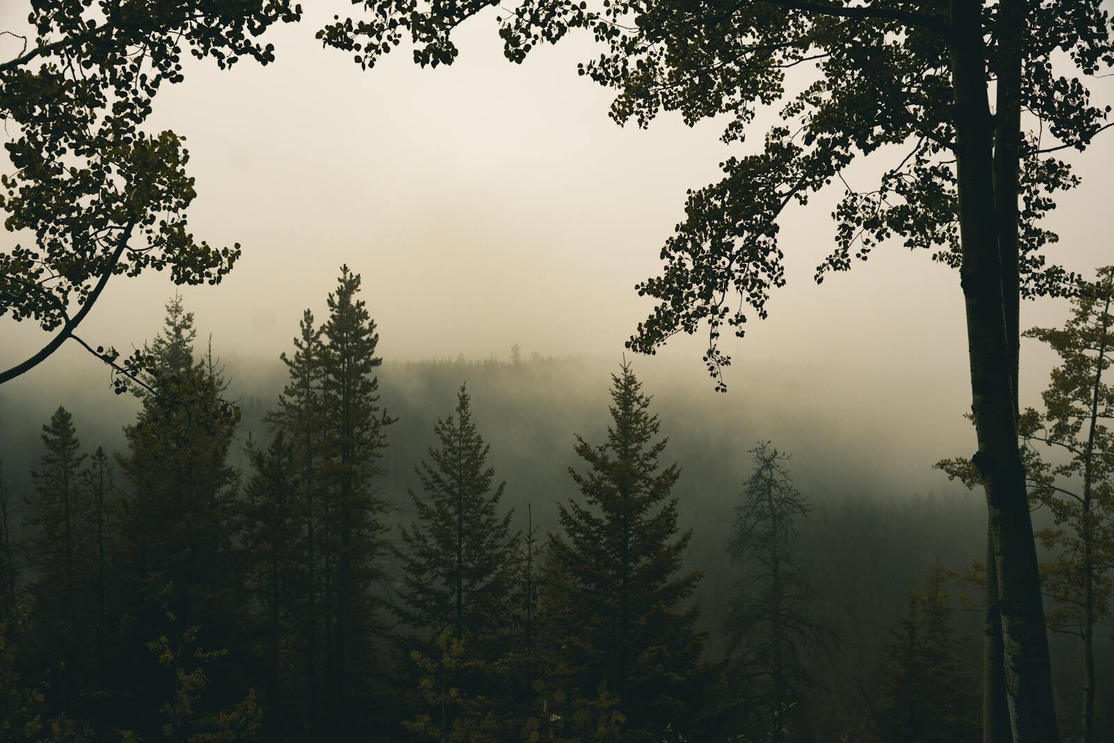 Temporary Protected Status