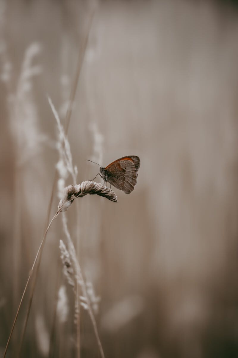 Franchise System Standards